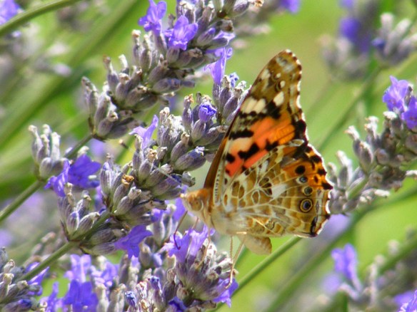 lavender painted lady